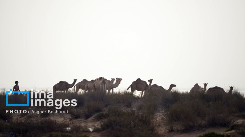 حمام شترها در خلیج فارس