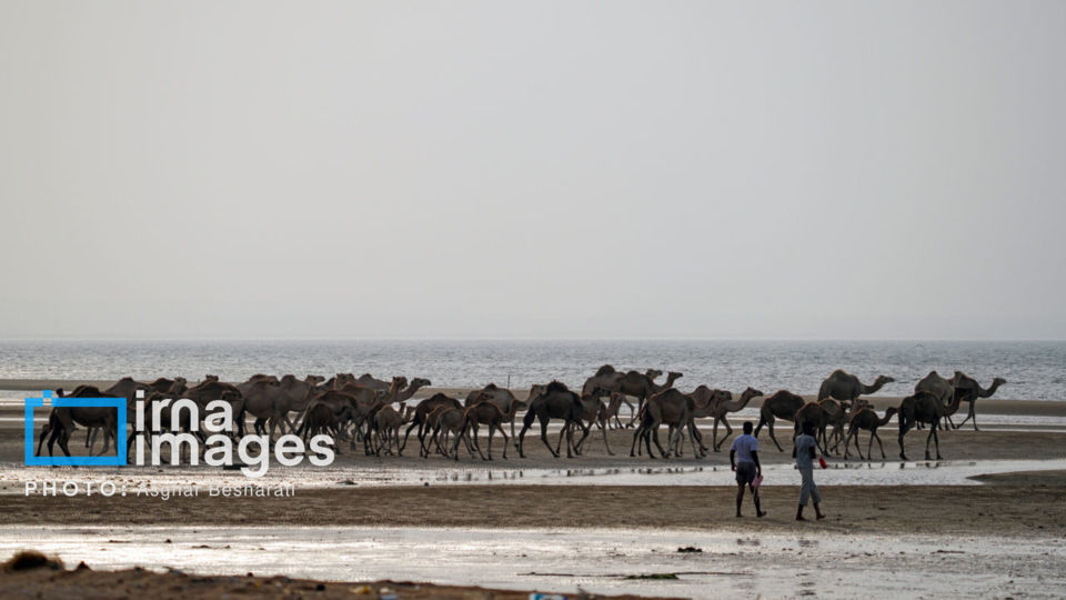 حمام شترها در خلیج فارس