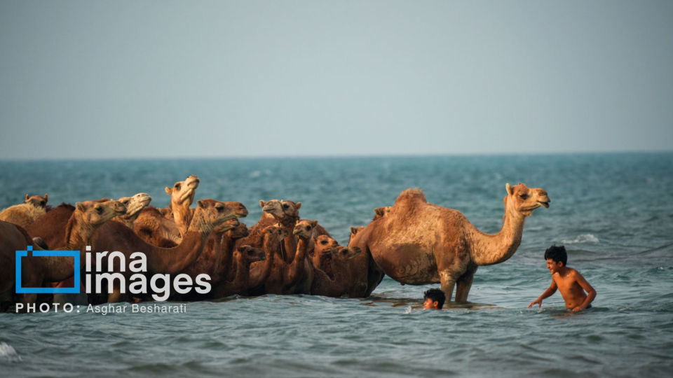 حمام شترها در خلیج فارس