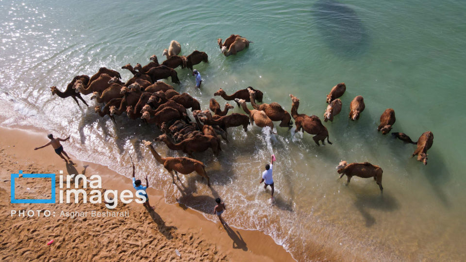 حمام شترها در خلیج فارس