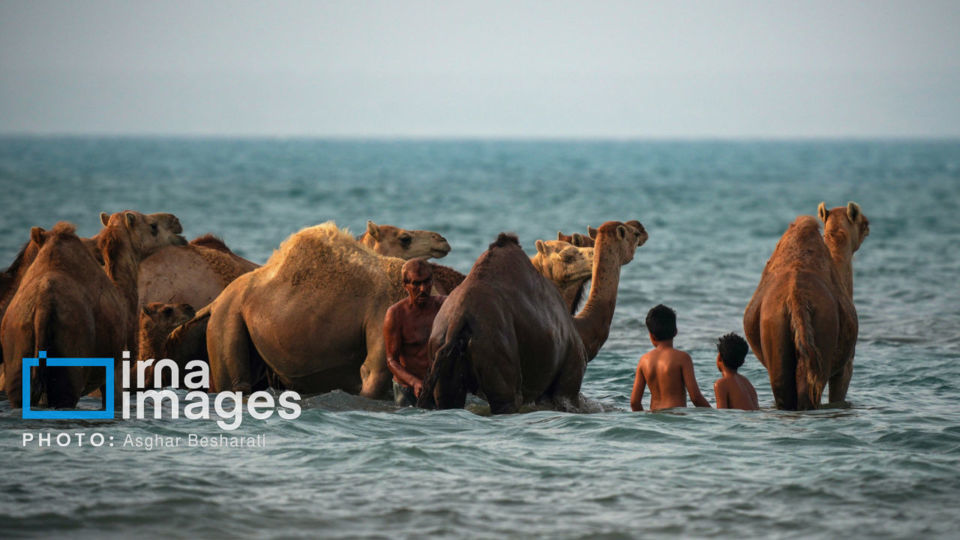 حمام شترها در خلیج فارس