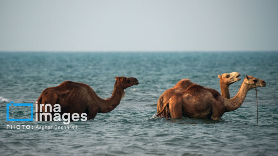 حمام شترها در خلیج فارس