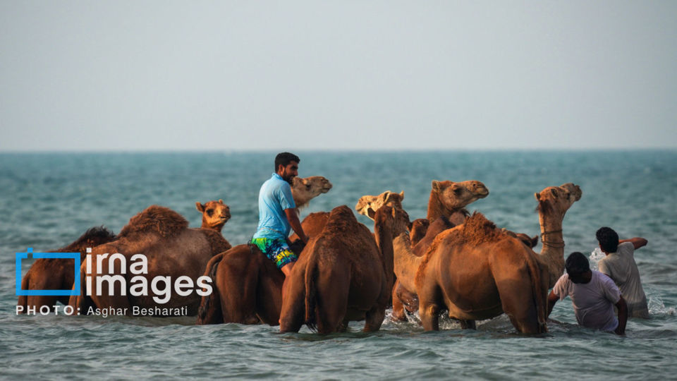 حمام شترها در خلیج فارس