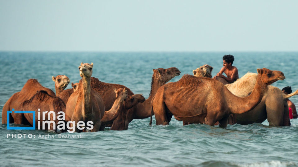 حمام شترها در خلیج فارس