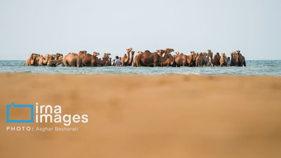 حمام شترها در خلیج فارس