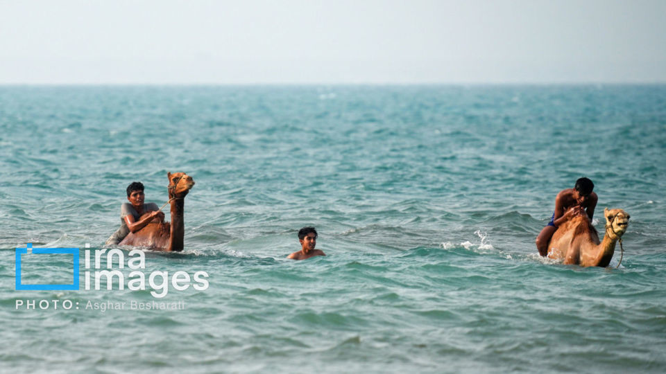 حمام شترها در خلیج فارس