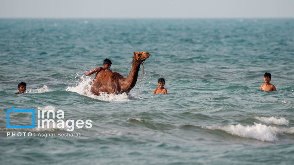 حمام شترها در خلیج فارس
