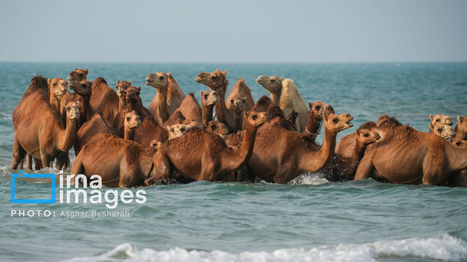 حمام شترها در خلیج فارس