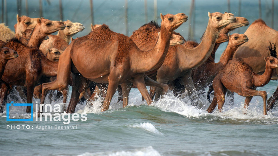 حمام شترها در خلیج فارس