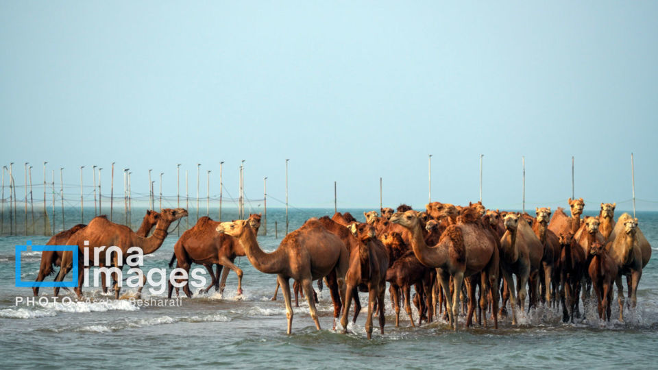 حمام شترها در خلیج فارس