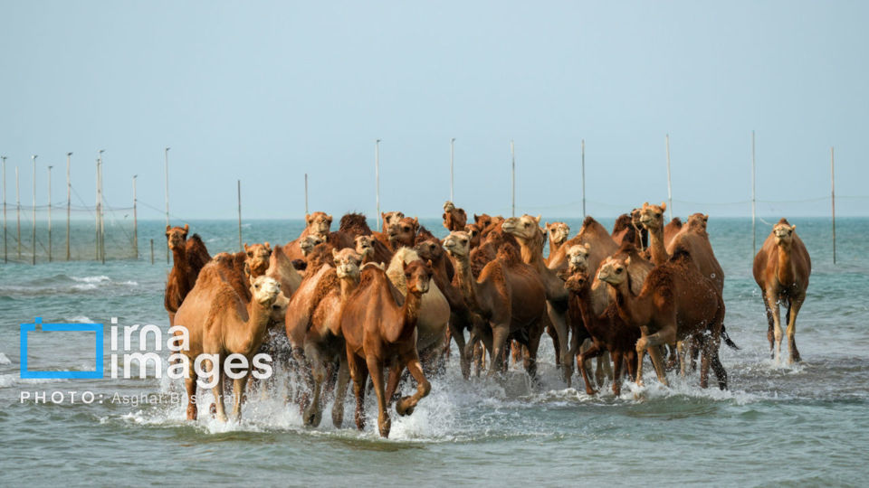 حمام شترها در خلیج فارس