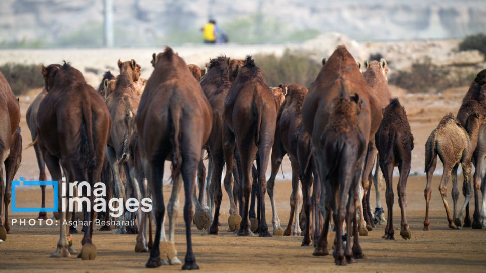 حمام شترها در خلیج فارس