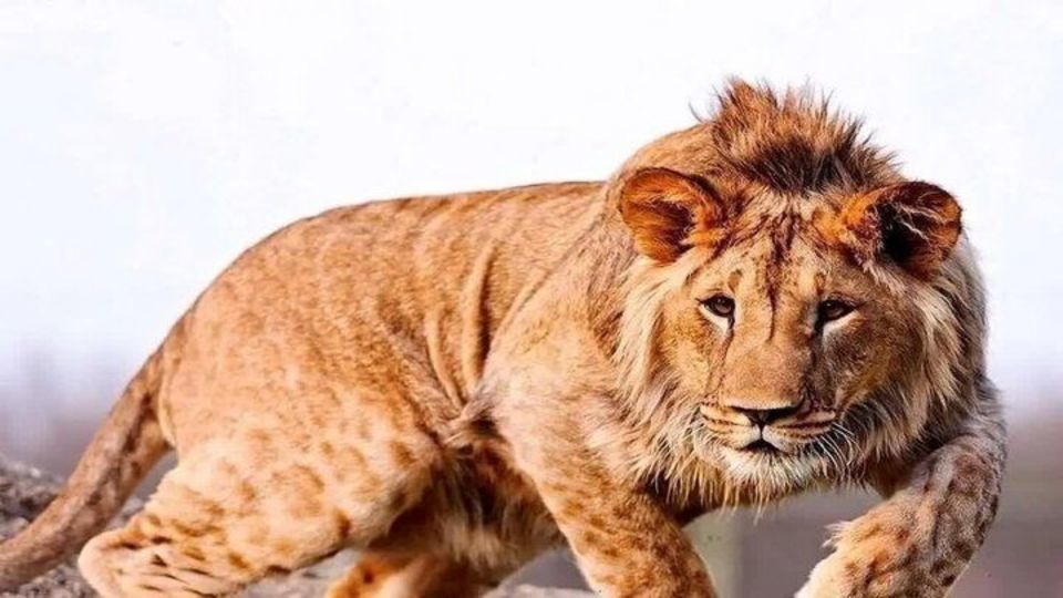 دلیل تلف شدن یک قلاده شیر در نور اعلام شد دلیل تلف شدن یک قلاده شیر در نور اعلام شد