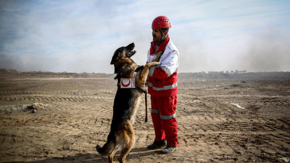 کشف ۱۵ فرد زنده و ۱۸۸ پیکر در جنگ ۱۲ روزه توسط سگهای هلال احمر کشف ۱۵ فرد زنده و ۱۸۸ پیکر در جنگ ۱۲ روزه توسط سگهای هلال احمر