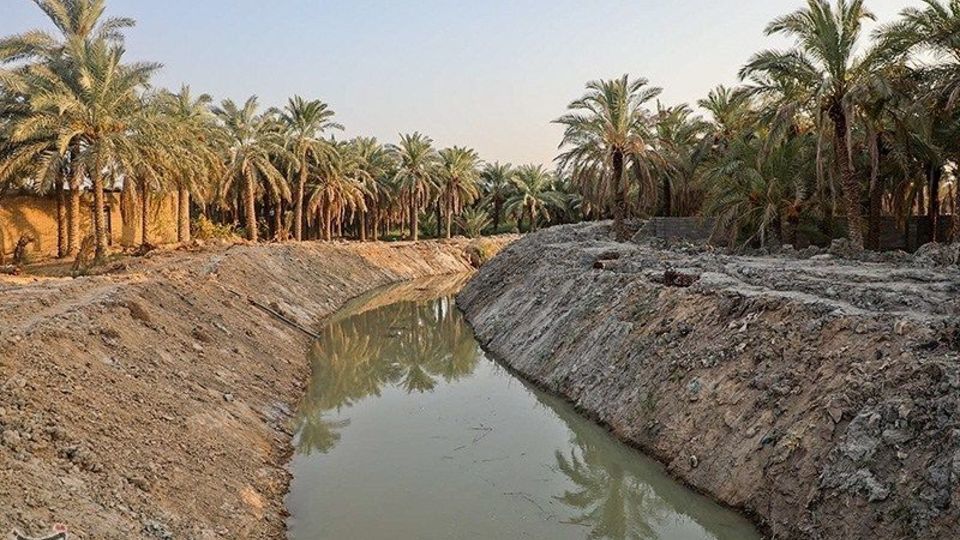 بازگشت زندگی به نخلستان‌های خوزستان