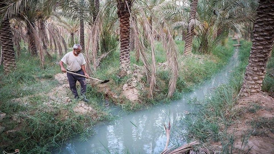 بازگشت زندگی به نخلستان‌های خوزستان