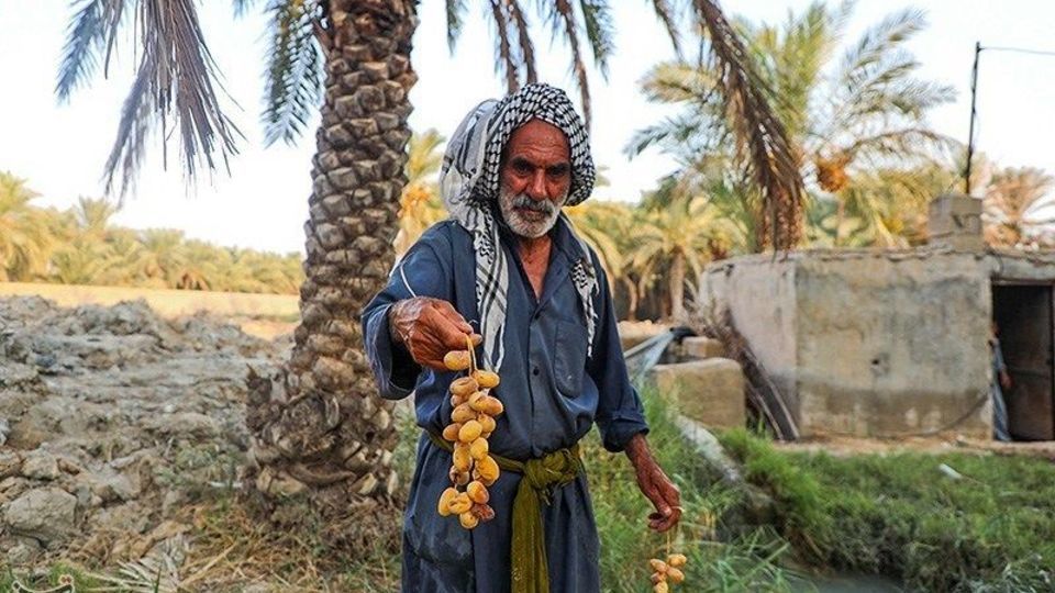 بازگشت زندگی به نخلستان‌های خوزستان