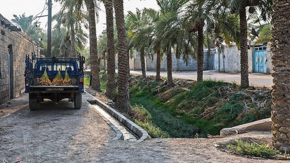 بازگشت زندگی به نخلستان‌های خوزستان