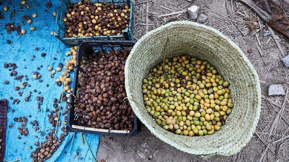 بازگشت زندگی به نخلستان‌های خوزستان