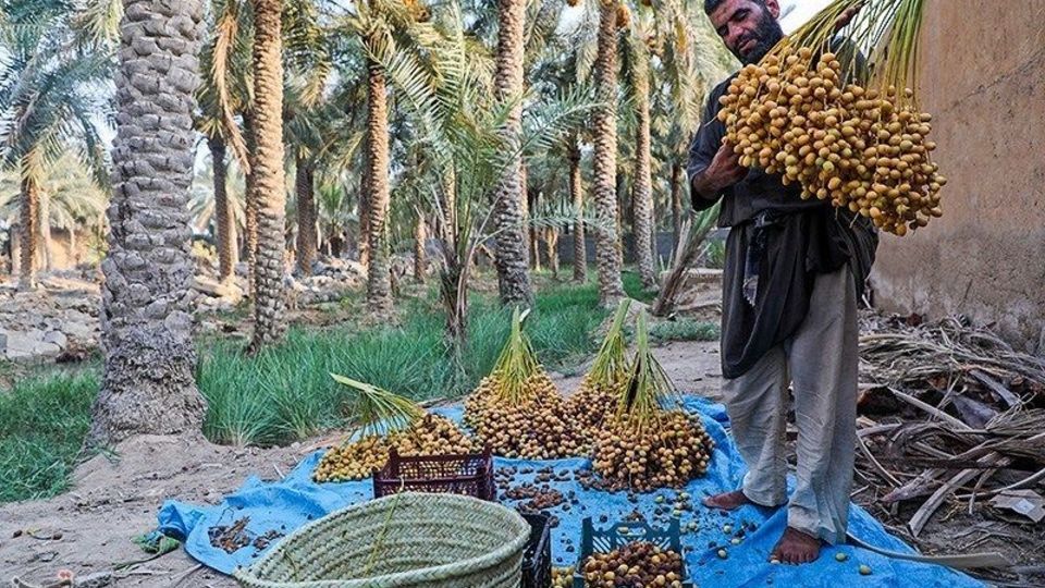بازگشت زندگی به نخلستان‌های خوزستان
