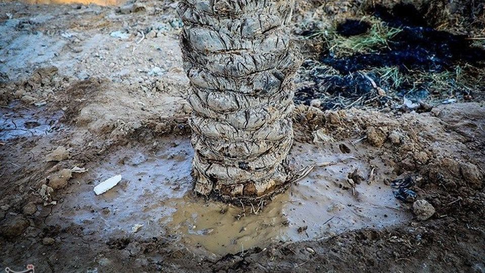 بازگشت زندگی به نخلستان‌های خوزستان