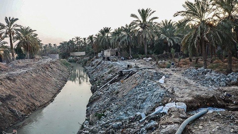 بازگشت زندگی به نخلستان‌های خوزستان