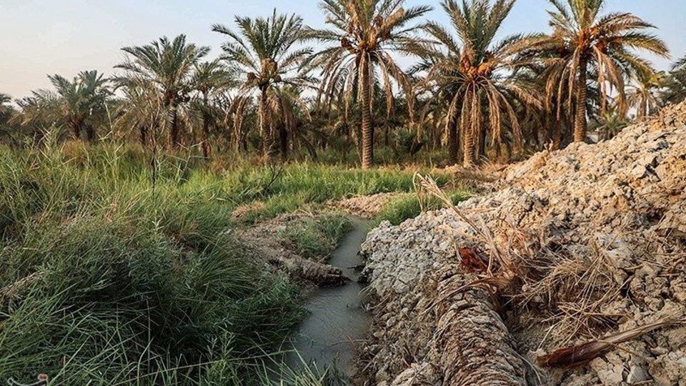 بازگشت زندگی به نخلستان‌های خوزستان