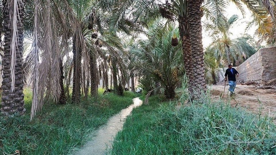 بازگشت زندگی به نخلستان‌های خوزستان
