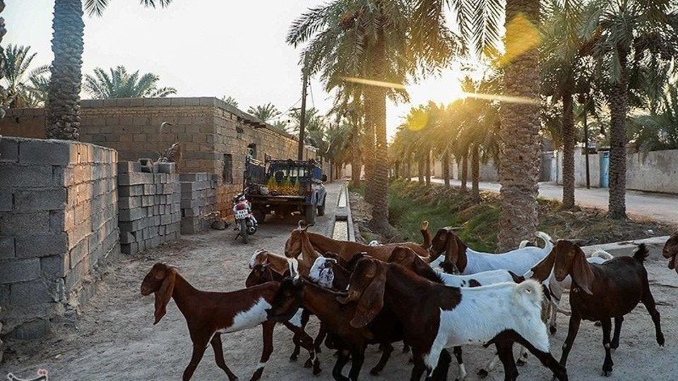 بازگشت زندگی به نخلستان‌های خوزستان