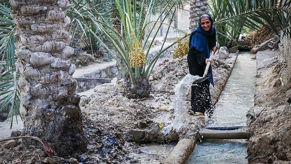 بازگشت زندگی به نخلستان‌های خوزستان