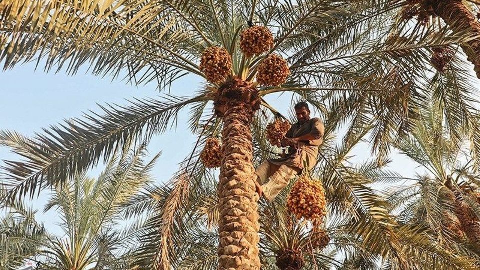بازگشت زندگی به نخلستان‌های خوزستان