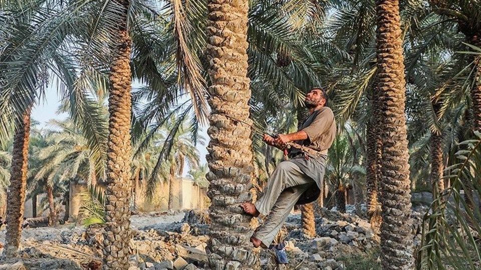 بازگشت زندگی به نخلستان‌های خوزستان