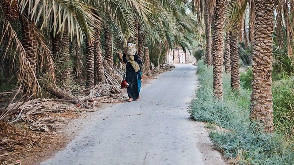 بازگشت زندگی به نخلستان‌های خوزستان