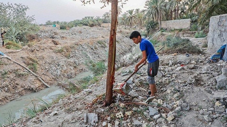 بازگشت زندگی به نخلستان‌های خوزستان
