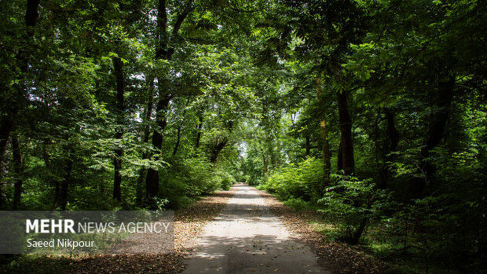 شناسایی منبع پنهان آب در جنگلهای شمال کشور شناسایی منبع پنهان آب در جنگلهای شمال کشور