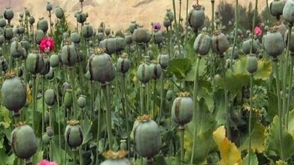 لزوم بازگشت ایران به کشت قانونی خشخاش برای تأمین مواد اولیه دارویی لزوم بازگشت ایران به کشت قانونی خشخاش برای تأمین مواد اولیه دارویی