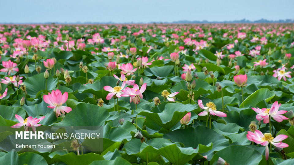 تالاب انزلی؛ چشم‌اندازی تماشایی از طبیعت شمال ایران