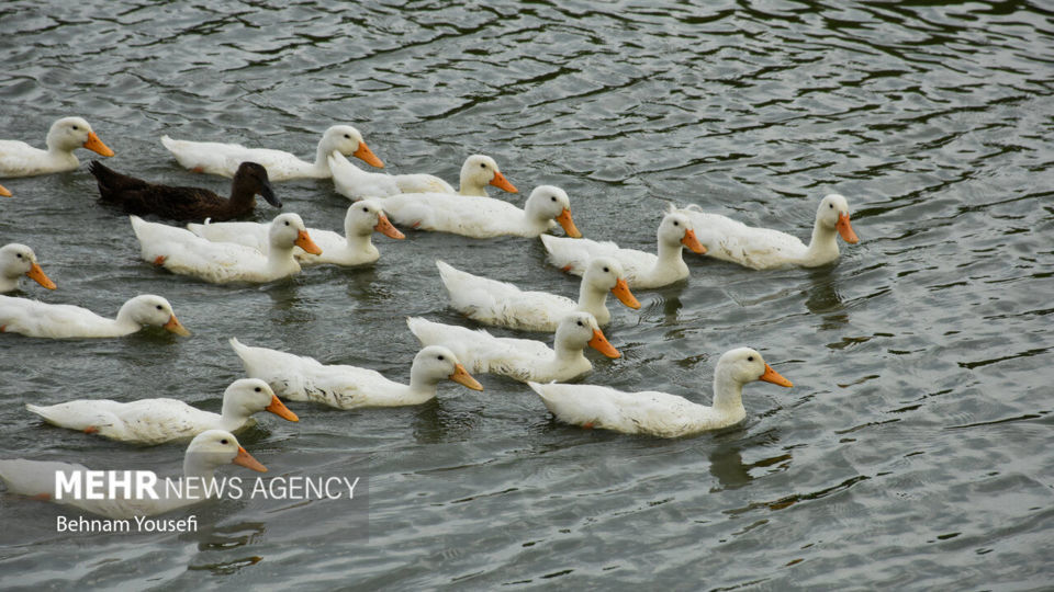 تالاب انزلی؛ چشم‌اندازی تماشایی از طبیعت شمال ایران