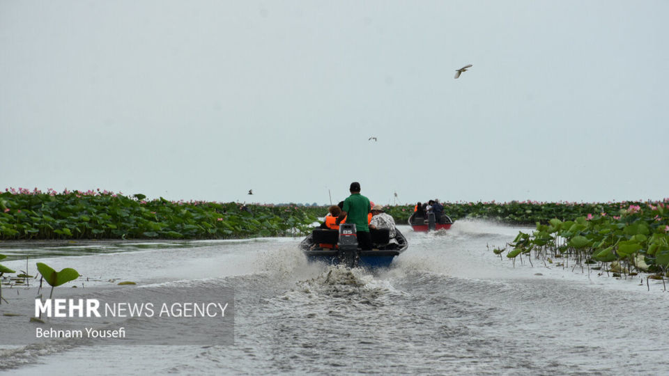 تالاب انزلی؛ چشم‌اندازی تماشایی از طبیعت شمال ایران