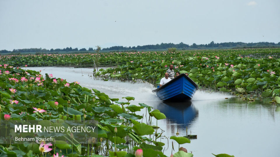 تالاب انزلی؛ چشم‌اندازی تماشایی از طبیعت شمال ایران