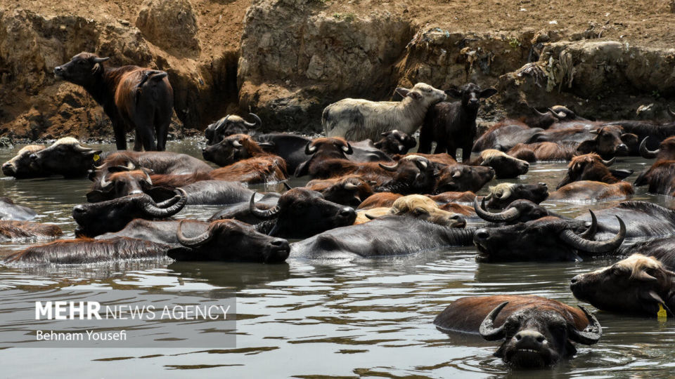 تالاب انزلی؛ چشم‌اندازی تماشایی از طبیعت شمال ایران