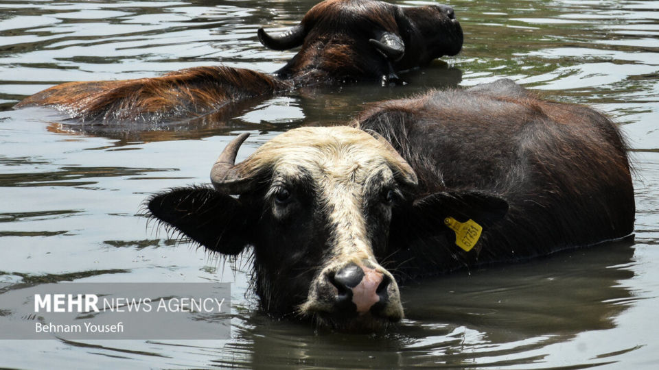 تالاب انزلی؛ چشم‌اندازی تماشایی از طبیعت شمال ایران