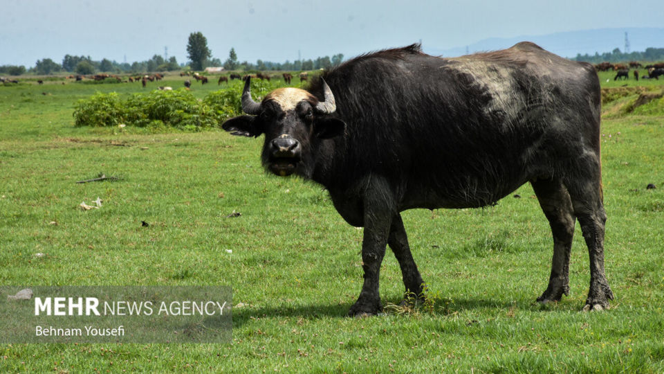 تالاب انزلی؛ چشم‌اندازی تماشایی از طبیعت شمال ایران