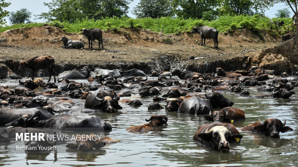 تالاب انزلی؛ چشم‌اندازی تماشایی از طبیعت شمال ایران