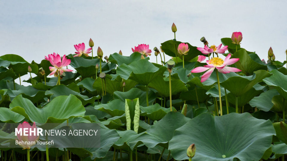 تالاب انزلی؛ چشم‌اندازی تماشایی از طبیعت شمال ایران