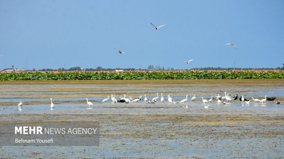 تالاب انزلی؛ چشم‌اندازی تماشایی از طبیعت شمال ایران