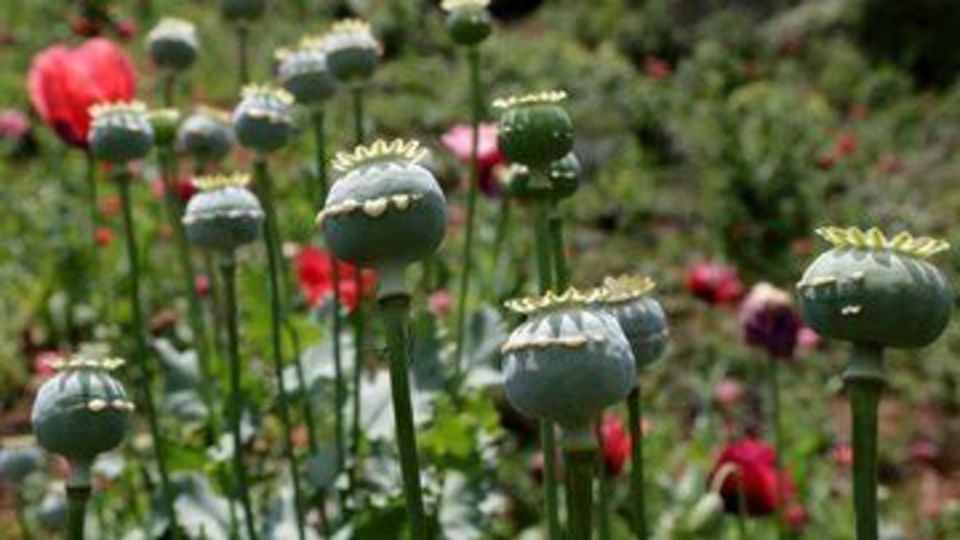 جزئیات تازه درباره کشت قانونی خشخاش در ایران جزئیات تازه درباره کشت قانونی خشخاش در ایران