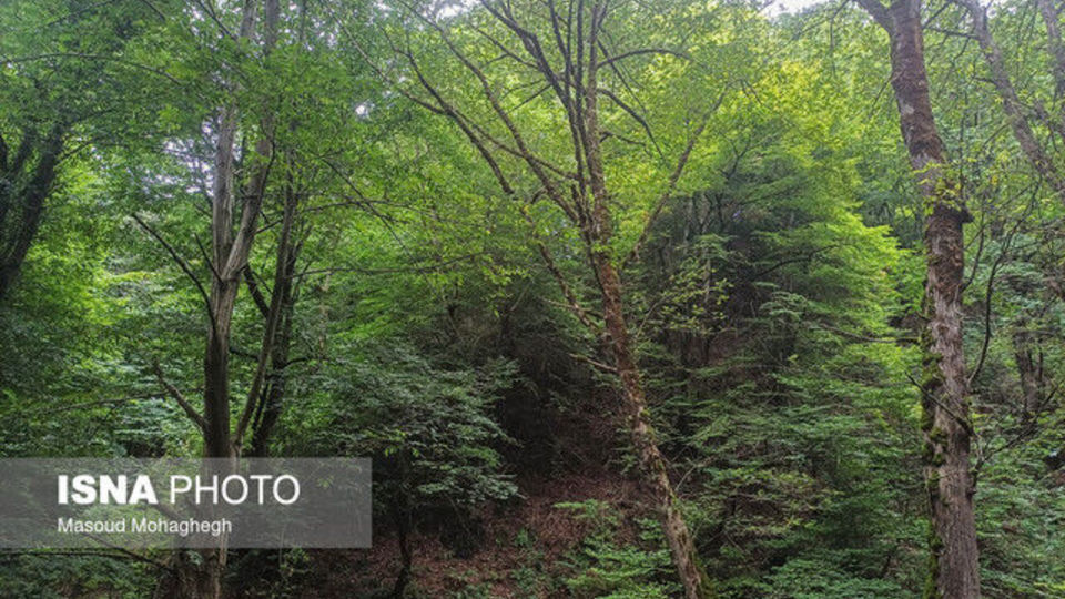 کورههایی که هیرکانی را میبلعند کورههایی که هیرکانی را میبلعند