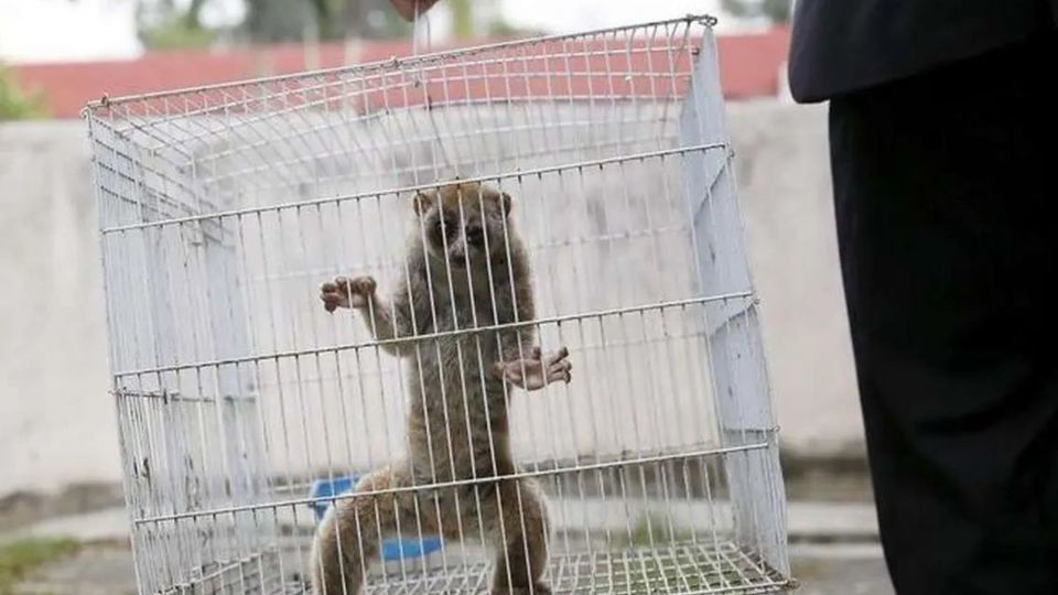 تدوین برنامه برای مقابله با قاچاق حیات وحش در فضای مجازی تدوین برنامه برای مقابله با قاچاق حیات وحش در فضای مجازی