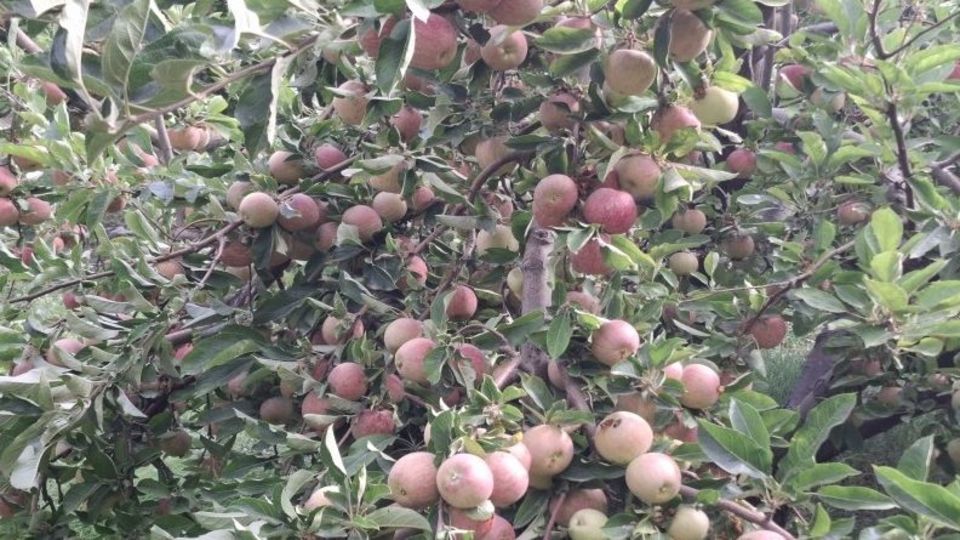 وقتی افغانستان و ترکیه "صادرات سیب ایران" را زمینگیر کردند/ باغداران در بنبست اقتصادی! وقتی افغانستان و ترکیه "صادرات سیب ایران" را زمینگیر کردند/ باغداران در بنبست اقتصادی!